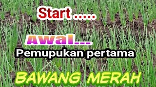 Start the First Fertilization Of Shallots