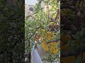 Gardening