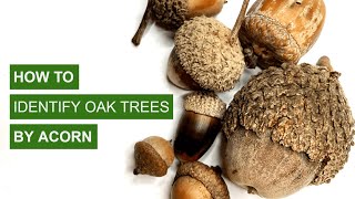 How to Identify Oak Trees By Acorns
