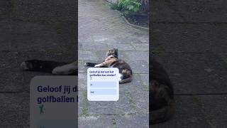 This cat is trying to learn how to play golf #golf #golfball #catsofyoutube #kattenfilmpjes