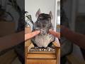 チンチラを迎える前に絶対見るべき動画