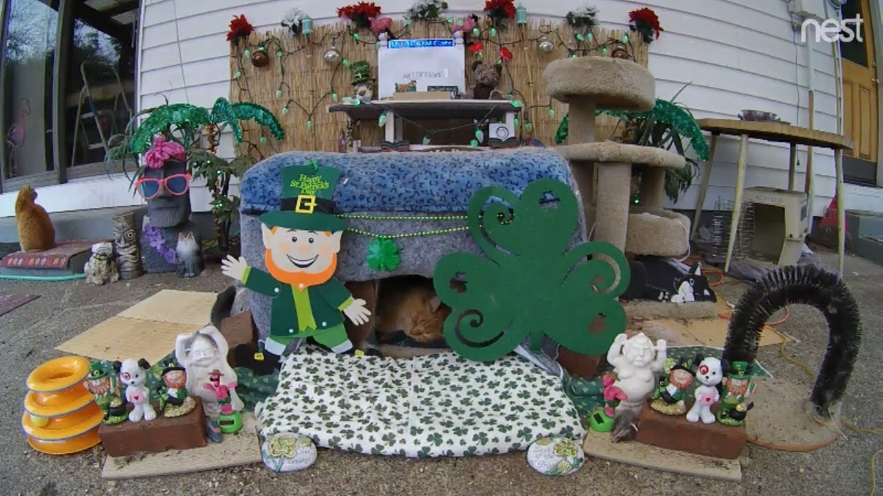 cat condo 2 mod apk Leo is sleeping peacefully while Squinty really wants in! (M3FC 0937)