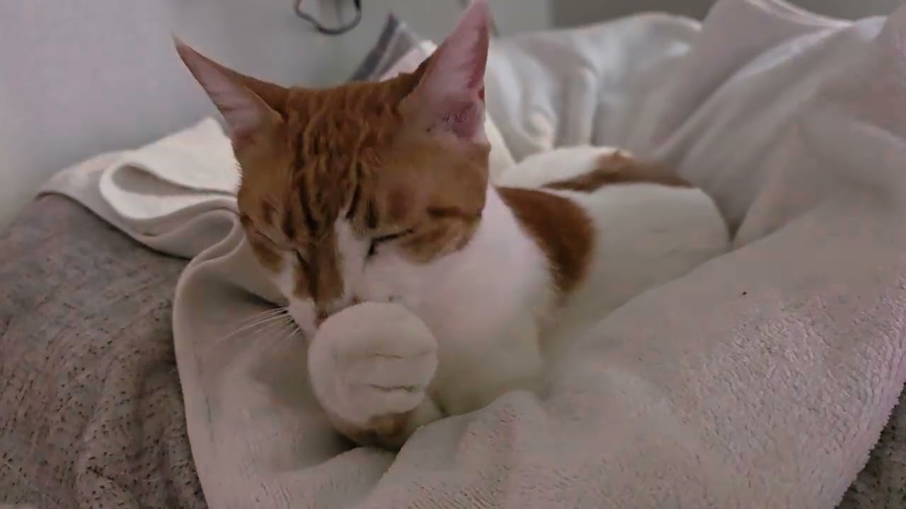 어쩐지 깔끔 떠는 딱지 