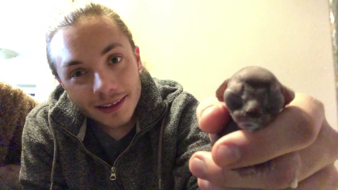 BOTTLING NEWBORN SPHYNX KITTENS 