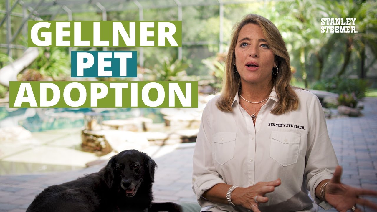 Pets of Stanley Steemer Gellner Pet Adoption YouTube