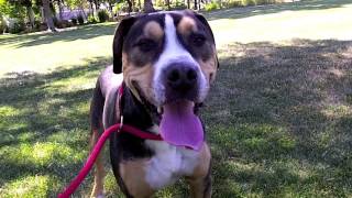 Dogs Gone Country! Shelter dogs mobile adoption event in Clayton, CA