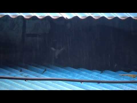 고양이 빗소리  백색소음 빗소리 - <strong>Cat</strong> and <strong>Rain</strong> Sounds
