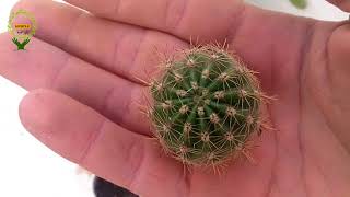 طريقة اكثار صبار (  echinopsis )