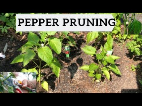 How To Prune Peppers For Super Big Plants and Huge Yields!! (flower/bud ...