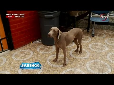 Video: Comportamientos Tímidos En Perros: ¿Son Normales?