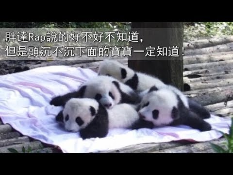 《熊貓早晚安》胖達Rap說的好不好不知道，但是頭沉不沉下面的寶寶一定知道！| iPanda