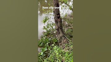 Nữ cần thủ câu cá rô đồng #caucaro #câucárôđồng #thápmườiquêtôi #câucárô #fishing