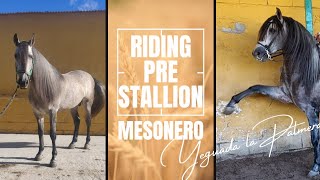 Andalusian (PRE) stallion Mesonero ridden video