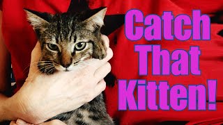 Catch That Kitten! Trapping & Taming Little Wild Amigo