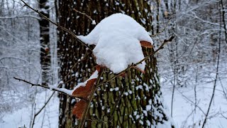 Richard Clayderman - Winter Sonata