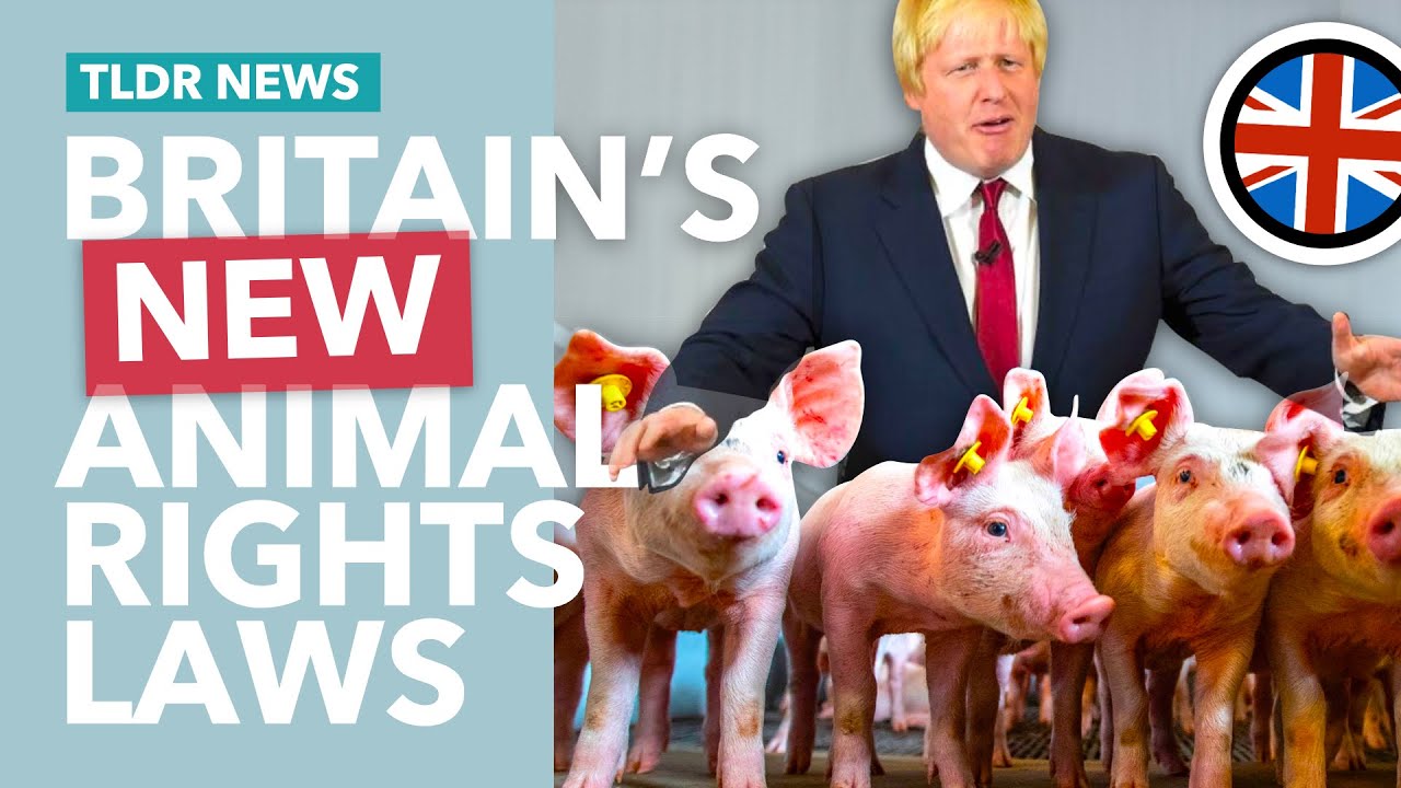 Britain's Animal Sentience Law Explained