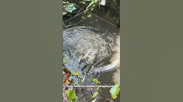 Câu được con cá lạ ngoài mương | Fishing in Vietnam countryside #fish #fishing #fishingvideo #cauca