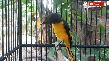 burung mantenan ternyata begini bunyinya