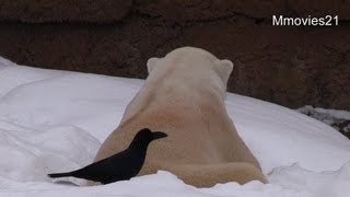 優しすぎるデナリ~Polar Bear and Crow