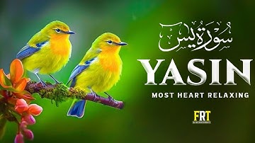 Surah Yaseen (Yasin) سورة يس Ultimate Relaxing Quran Will Touch Your Heart إن شاء الله #surahyasin