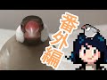 飼い主が文鳥達を紹介します①【番外編】