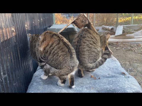 野良猫にお家をあげた翌日に雪が降ったので見に行くと