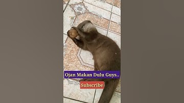 Ojan Si Berang Berang Lucu  Lagi Makan!! #berangberang  #funny #shorts #otter