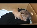 保護翌日の初動画。子ネコ、にゃん太さんとふうちゃん。#保護ネコ #子ネコの育て方 #猫好きさんと繋がりたい#保護猫を迎える前に準備すべきこと