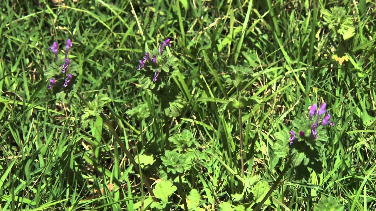 broadleaf weeds in the lawn youtube broadleaf weeds