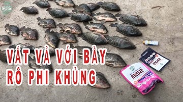 Buổi Chiều Vất Vả Với Bầy Rô Phi Khủng | Hồ Câu Cánh Đồng Gió Thất Thủ Với Mồi Câu Tổng Hợp B52