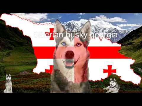 ჰასკები ლაშქრობაში +რჩევები–siberian husky georgia