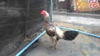 ไก่หนุ่มอ่อนๆสีเยียรสายเลือดแข้งโหดเตรียมออกเดินทางย้ายค่ายคับ