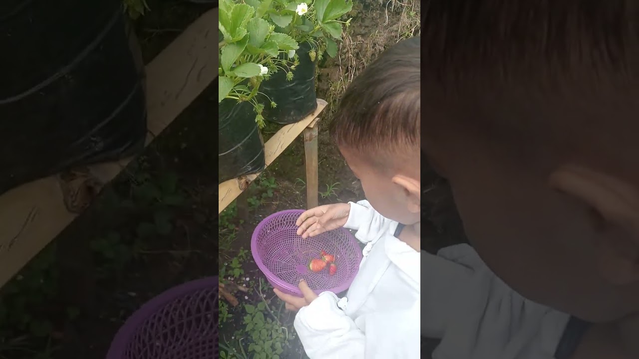 memetik strawbery di Bromo .