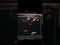 my monster tank fish lovers ho to like karo #aquarium