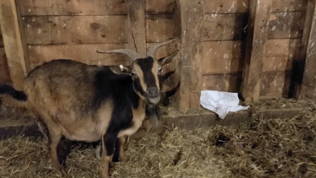 First baby San Clemente Island go-at!