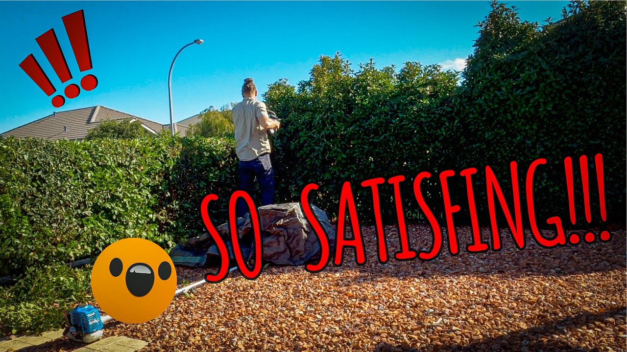 SUPER SATISFYING HEDGE TRANSFORMATION !!! - YouTube