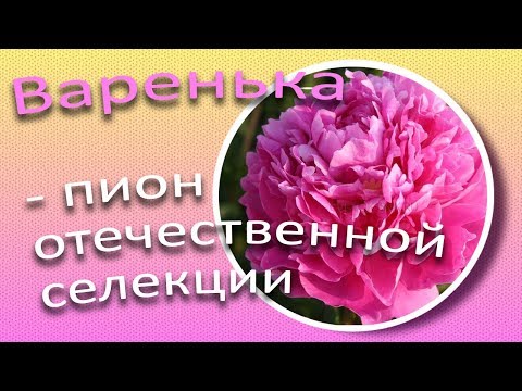 Варенька пион отечественной селекции / Сад Ворошиловой