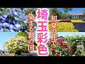 埼玉のカラフルな初夏の花たちが可愛すぎた/ネモフィラ/バラ/なんじゃもんじゃの木/埼玉観光旅行vlog