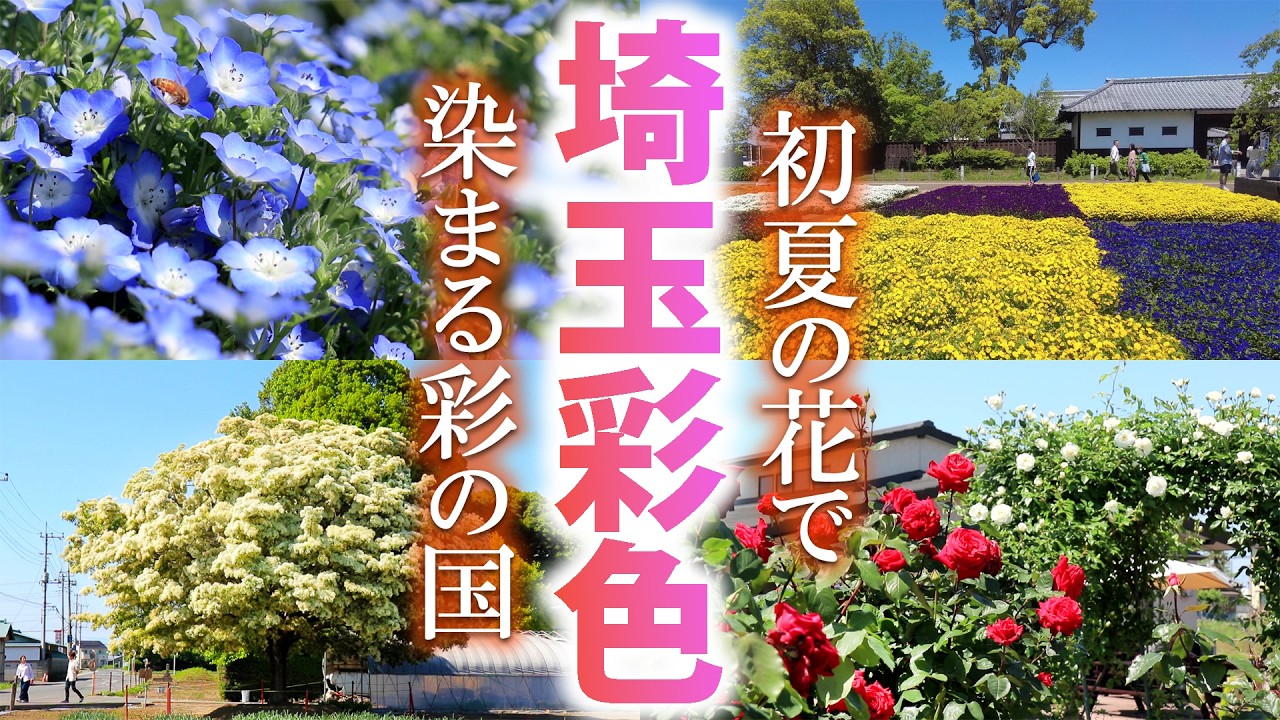 埼玉のカラフルな初夏の花たちが可愛すぎた/ネモフィラ/バラ/なんじゃもんじゃの木/埼玉観光旅行vlog
