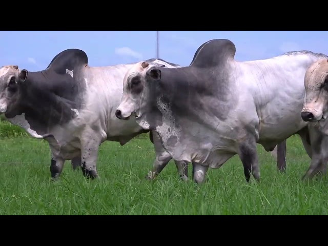 Bateria 03   Leilão Virtual Fazenda Pau D’Alho