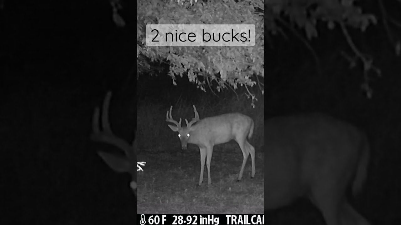 2 Nice Bucks Checking Out A Scrape!
