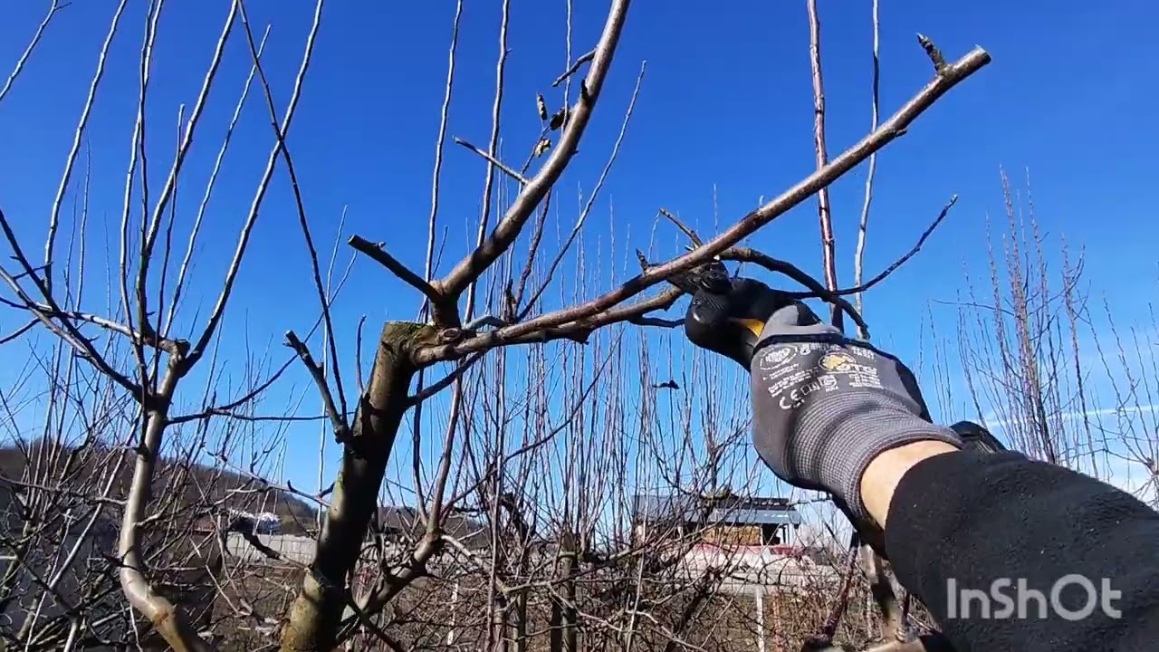 Livada dificilă ,am lucrat la corectarea coroanei la toți pomii fructiferi ✅🍐🍑🍏🍎🍒🫐