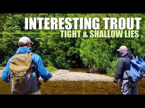 Video Fly Fishing Trout in TIGHT & SHALLOW! Fly Fishing in... - youtube