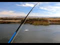 Striper fly fishing california delta  free form fly fisher