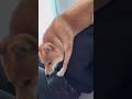 飼い主を利用してストーブにあたる柴犬 #豆柴