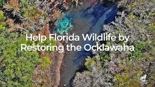 Help Florida Wildlife by Restoring the Ocklawaha