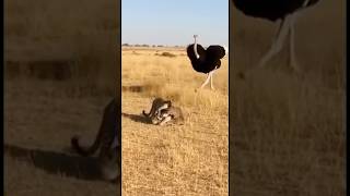 Kangaroo Kicks Leopard Away