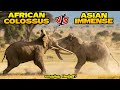 Asian Elephant vs African Elephant in Tamil | ஆசிய யானை vs ஆப்ரிக்க யானை #savagepoint #fantasybattle