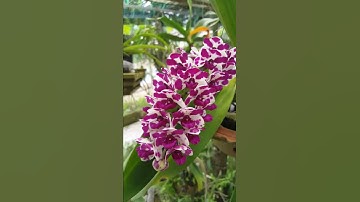 hoa lan ngọc điểm (Đai châu, nghinh xuân)