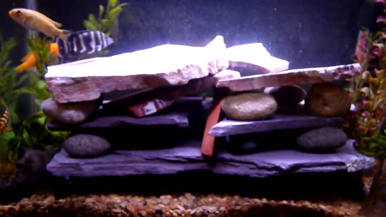 20 Gallon African Cichlid Tank 8 fishes Slate rock  